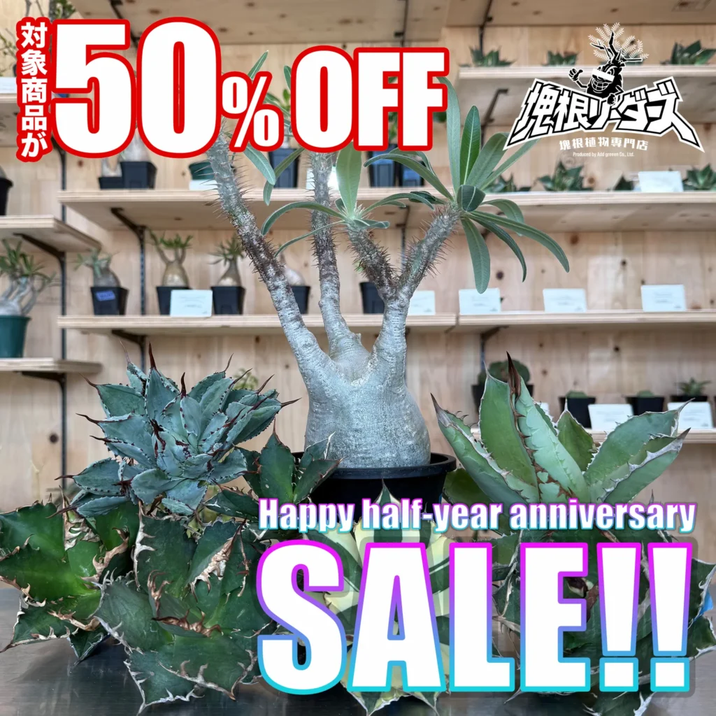 塊根植物専門店・塊根リーダーズの半周年記念セールの告知画像。アガベやグラキリスなどの塊根植物が陳列された店舗内の様子と、『対象商品が50%OFF』『Happy half-year anniversary SALE!!』の文字がデザインされた販促バナー